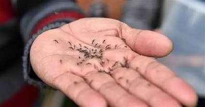 蚊香根本不用買，教你自製驅蚊液，放在房間裡，蚊子來多少滅多少