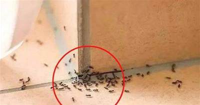 家裡有螞蟻開水燙都沒用，教你3個小方法，螞蟻隔天就搬家，管用