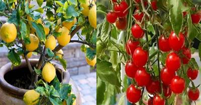 適合在陽臺種的9種水果，果子掛滿枝，易種易豐收，想吃就摘