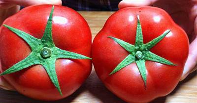 買番茄，挑6片葉還是5片葉？老菜農：買錯了，又硬又柴還難吃