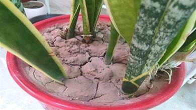 花盆裡倒一碗，不管盆土有多硬多幹，不換土不施肥，立馬鬆軟透氣！