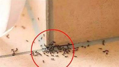 家裡有螞蟻開水燙都沒用，教你3個小方法，螞蟻隔天就搬家，管用！