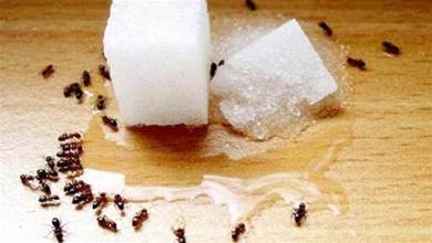 家裡有螞蟻別用開水燙，教你個簡單妙招，螞蟻隔天就搬家，太實用了