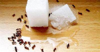 家裡有螞蟻別用開水燙，教你個簡單妙招，螞蟻隔天就搬家，太實用了