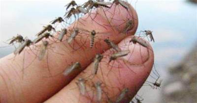 滅蚊不用點蚊香，只需床底放一碗水，再不怕蚊子打擾，安全又無毒