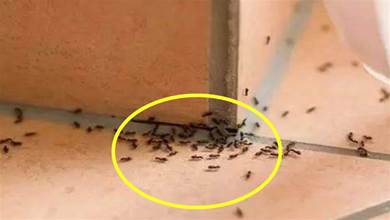 家裡有螞蟻別用開水燙，分享個簡單妙招，螞蟻隔天就搬家，安全又環保，抓緊試試