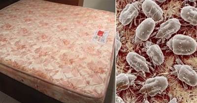 床墊睡了一年細菌多，再不清潔，髒東西上身了！教你一招輕鬆快速清潔床墊，很實用