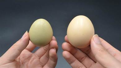 雞蛋是挑大的好還是小的好？養殖戶不小心說漏嘴，我也是剛學會，叮囑家人記心上