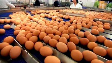 超市的雞蛋不是母雞下的？實拍工廠生產雞蛋全過程，看完恍然大悟，漲見識了