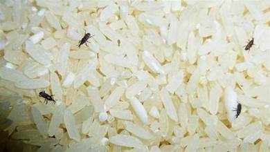 夏天家裡大米總生蟲？教你一招，大米放多久都不生蟲，簡單又省事，學會太棒了
