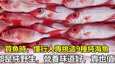 買魚時，內行人專買這9種純海魚，營養高還不貴，無法人工養殖、純野生，看完長知識