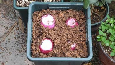 陽臺種洋蔥頭，用一個「小方法」，種在花盆裡，好看又能吃，年年有蔥吃