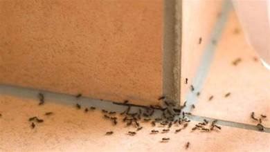 家裡有螞蟻不用開水不用藥，家裡撒一把，螞蟻不敢來你家，安全管用，都試試