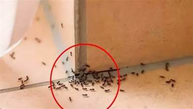 家裡有螞蟻不用開水不用藥，家裡撒一把，螞蟻不敢來你家，早學會早受益