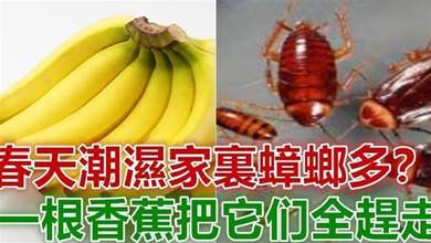 潮濕家裏蟑螂多？教你「一根香蕉」把家裏的蟑螂清光光，天然方法，安全有效