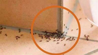 家裡有螞蟻不用開水燙，教你一招，螞蟻隔天就搬家，省錢效果很好，學學