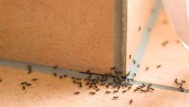 家里有螞蟻不用開水燙，只需撒一把，螞蟻通通滅光，安全管用