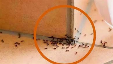 家里有螞蟻，不用買殺蟲劑也無需開水燙，教你4個簡單妙招，螞蟻隔天就搬家，太實用了