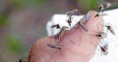 家裡蚊子成群怎麼辦？只要一個塑膠瓶，整個夏天一隻蚊子都沒有，比蚊香還管用