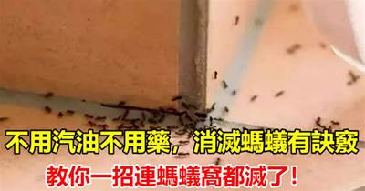 家裡發現螞蟻怎麼辦？不用汽油不用藥，教你一招，不用殺蟲劑消除螞蟻